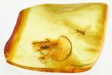 Fossil Wasp (Chalcidoidea) & Midge (Chironomidae) in Baltic Amber #328136-1